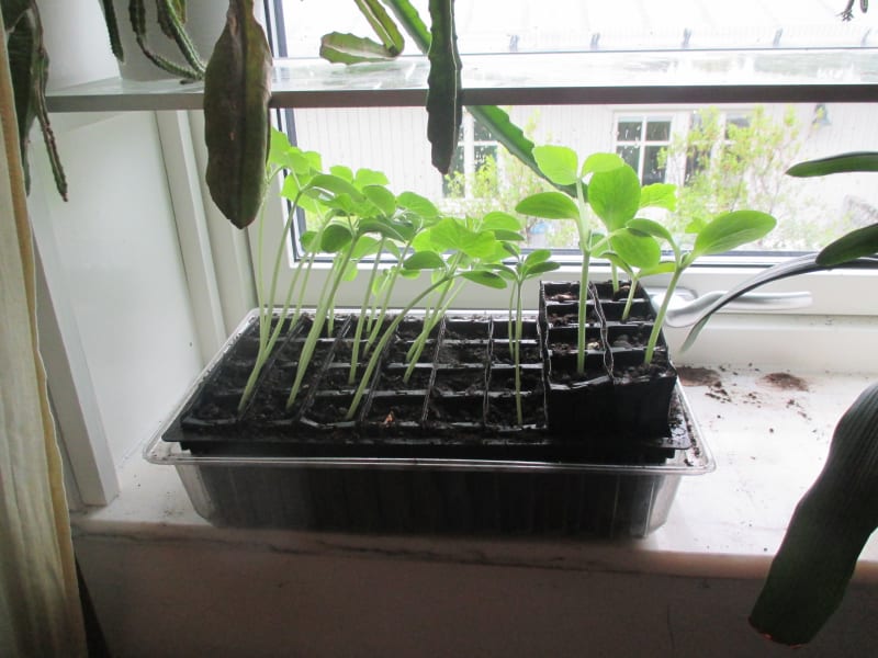 Growing things as a hobby and the tiniest potatoes ever.. - Engineers ...