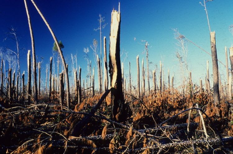 Trees_Sheared_hpocmm.jpg