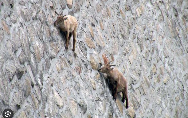 Goats_ngwksf.jpg