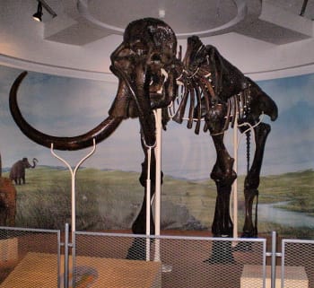 Mammoth of Lier on display at the Royal Belgian Institute of Natural Sciences in Brussels. (Image source: Wikipedia.)