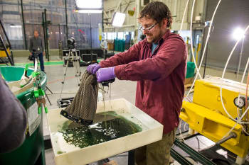 The Oleo Sponge soaking up oil in field tests. (Image courtesy of Argonne National Lab.)