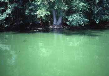 Don’t let stagnant data lakes turn into a shade of blue-green. Machine learning helps ensure that information will flow into a river of ideas. (Image courtesy of the State of Delaware.)