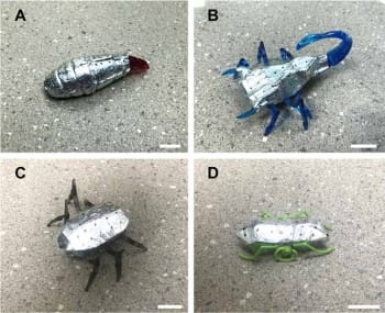 The batteries integrated into “battery-less” miniature robots that have the zinc-air battery wrapped around them. (Image from Science Robotics.)