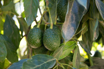 Photograph of Hass avocado on Californian farm. California grows 90 percent of avocados in the U.S. (Image courtesy of Zac Benedict.)