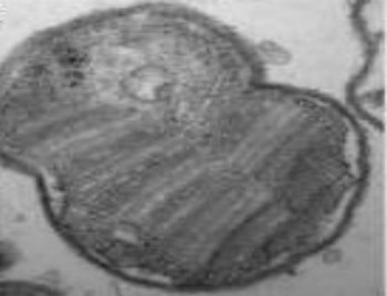 Methanotroph image courtesy of Intrexon.