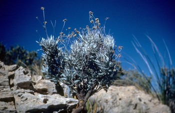 Guayule (Parthenium argentatum), a rubber producing desert shrub indigenous to Mexico and the Southwestern US.