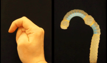 One of two soft robots designed with the new mathematical modelling technique, this robot mimics the bending of an index finger. (Image courtesy of Harvard School of Engineering and Applied Sciences.)