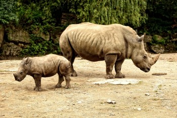 3d warehouse rhino 3d warehouse rhino
