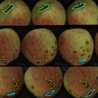 Blemishes, bruises and rot on apples are highlighted and classified. (Image courtesy Compac.)