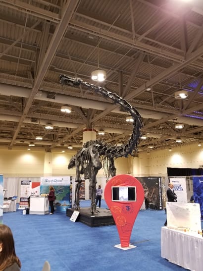 Dippy the Diplodocus carnegii at Discovery 2019.