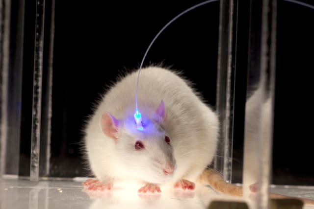 With a fiber optic probe inserted directly into the genetically modified portion of its brain, a mouse’s behavior can be influenced using light. (Image courtesy of Nature.)