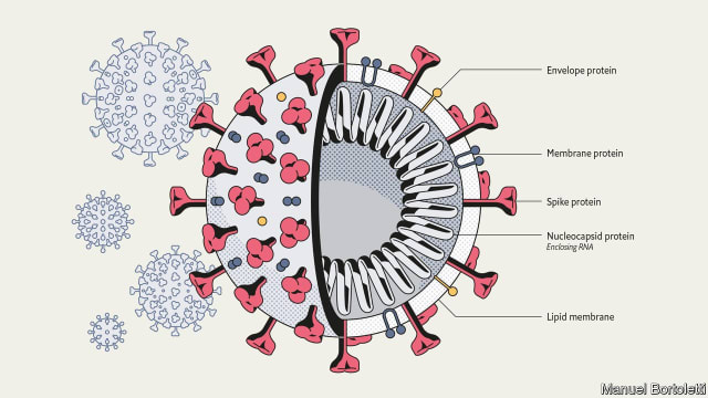 The SARS-CoV-2 virus, cause of the COVID-19 disease (Image courtesy of The Economist.)