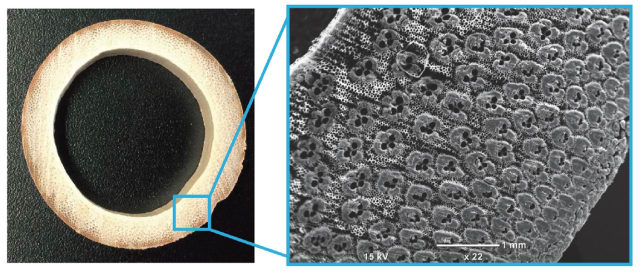 Fibers (vascular bundles) surrounding the heart-shaped black openings have a denser distribution toward the outer part. (Image courtesy of Sato, M. et al., PLOS ONE, May 3, 2017.)