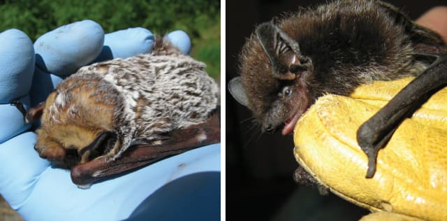 Bats can potentially be cute too. (Images courtesy of American Wind and Wildlife Institute.)