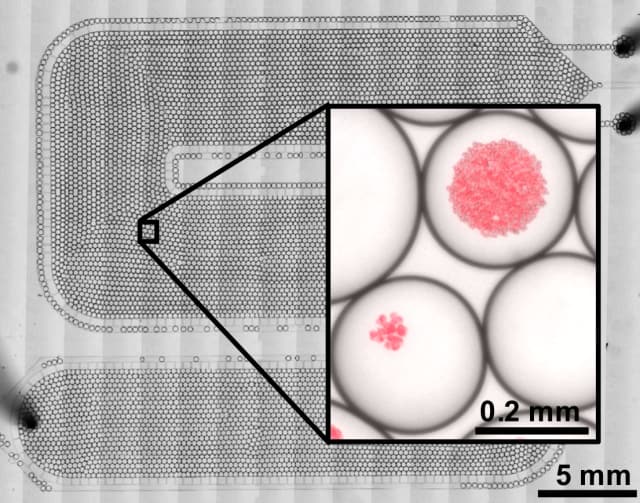 Colonies of algae inside droplets on a chip. Algal lipids stained red. (Image courtesy of NanoBio Systems Lab at Texas A&M.)