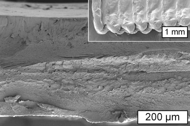 This image from a scanning electron microscope shows a cross section of an object printed using cellulose. The inset shows the surface of the object. (Image courtesy of MIT.)