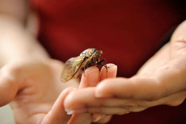 The wings of Megatibicen dorsatus, a prairie-dwelling cicada, are helping engineers design water-repellent surfaces. (Image courtesy of Catherine Dana.)