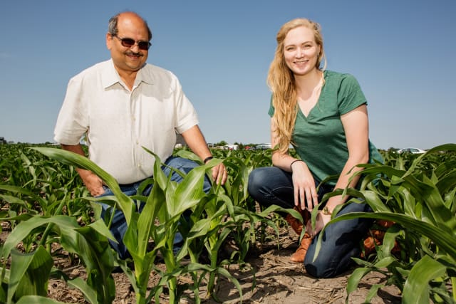 In a new study, Professor Kumar and graduate student Meredith Richardson find that using corn for biofuel comes with greater environmental costs and fewer benefits than using corn for food. (Image courtesy of L. Brian Stauffer.)