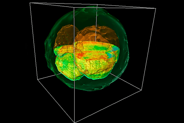 Animal Scientists and Engineers Team Up for a 3-D Look Inside Live