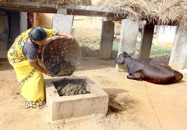 A woman fills a VYVE-funded biodigester with cow dung in Karnataka, India. (Image courtesy of VYVE.)