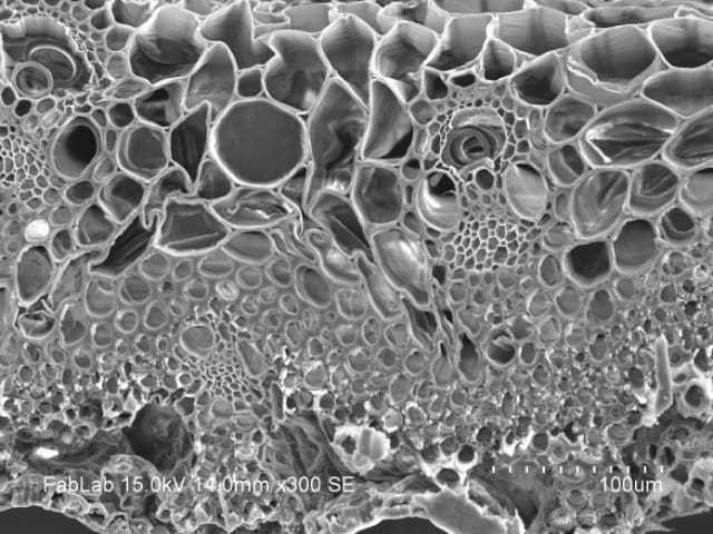 SEM image of the grass blades inside the inverted battery. (Image courtesy of University of Maryland.)