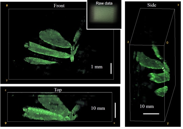 The researchers used the DiffuserCam to reconstruct the 3-D structure of leaves from a small plant. They plan to use the new camera to watch neurons fire in living mice without using a microscope. (Image courtesy of Laura Waller/University of California, Berkeley.)