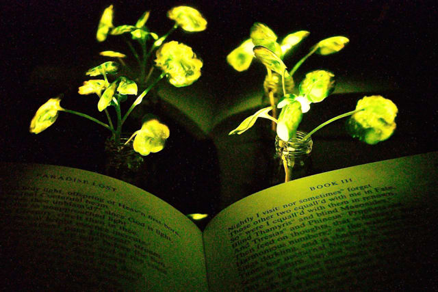Illumination of a book (“Paradise Lost,” by John Milton) with the nanobionic light-emitting plants (two 3.5-week-old watercress plants). The book and the light-emitting watercress plants were placed in front of a reflective paper to increase the influence from the light emitting plants to the book pages. (Image courtesy of Seon-Yeong Kwak.)