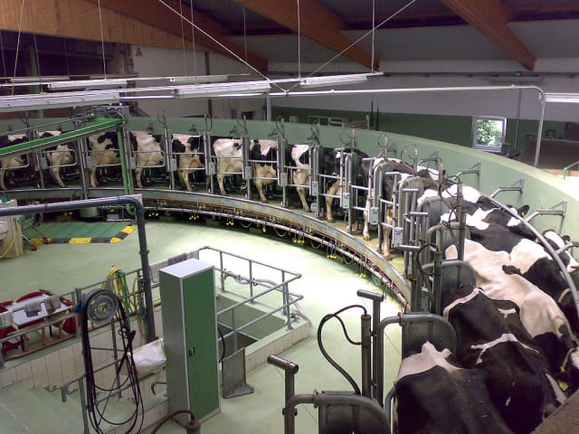 A modern day rotary milking parlor. (Image courtesy of Gunnar Richter.)