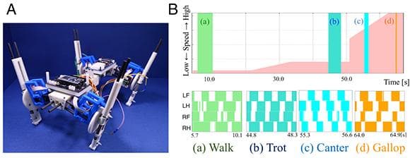 A The quadruped robot, Oscillex 3. B Reproduced changes in step (gait transition phenomenon). (Top) Change in the parameter related to speed (Bottom) The colors represent periods when a leg senses weight on the corresponding leg. The gait transition was demonstrated from walk to trot, to canter, to gallop. (Image courtesy of Akio Ishiguro.)