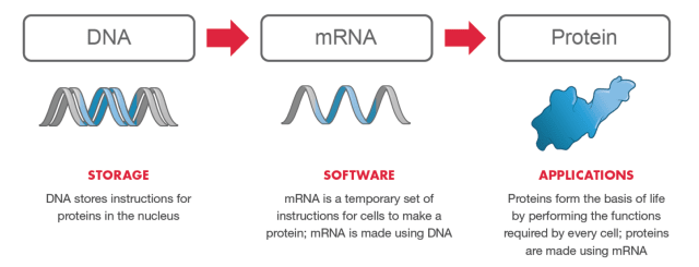 mRNA transfers the instructions stored in DNA to make the proteins required in every living cell. (Image courtesy of Moderna.)