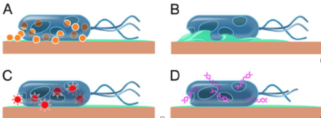 Representation of copper’s action against microbes. (A) Copper dissolves from the copper surface and causes cell damage. (B) The cell membrane ruptures because of copper and other stress phenomena, leading to loss of membrane potential and cytoplasmic content. (C) Copper ions induce the generation of reactive oxygen species, which cause further cell damage. (D) Genomic and plasmid DNA becomes degraded. (Image courtesy of Grass et al.)