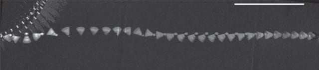 Chronophotography of a birdie after impact with a racket, showing the flip and stabilization of flight. (Image courtesy of Cohen, et al.)