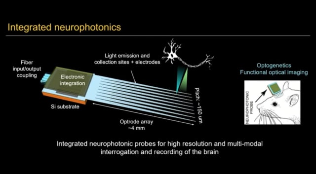 A conceptual image of what integrated photonics in optogenetics might look like. A photonic microchip with multiple electrodes (shanks) can be implanted in the mouse’ brain. These shanks are comprised of waveguides that can simultaneously generate light as well as measure data such as electrical, chemical and optical activity. This produces high-resolution imaging of neural activity. (Image courtesy of Dr. Poon.)