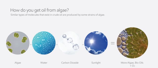 Production of oil from algae. (Image courtesy of ExxonMobil.)