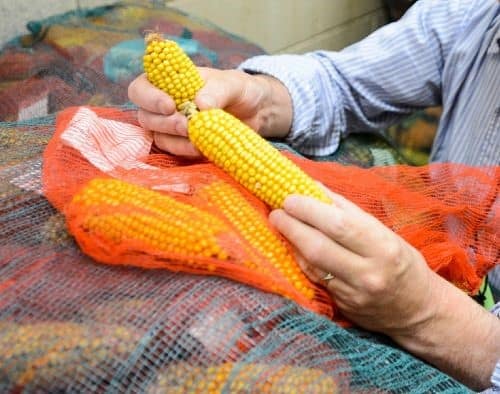 Spalding holds stored samples of corn waiting to be processed in a phenotyping research study at the Wisconsin Crop Innovation Center. (Image courtesy of Jeff Miller/University of Wisconsin.)