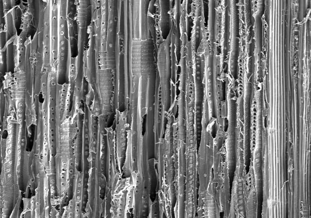 A microscopy image of pine wood, showing its porous properties. (Image courtesy of Hu Lab/University of Maryland.)