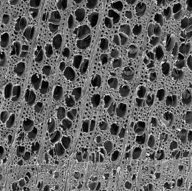 A microscopy image of poplar wood showing its porous properties. (Image courtesy of Hu Lab/University of Maryland.)