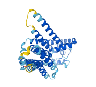 Structure of glucose-6-phosphatase 2 in Homo sapiens predicted with AlphaFold v2.0. (Image courtesy of AlphaFold Protein Structure Database.)