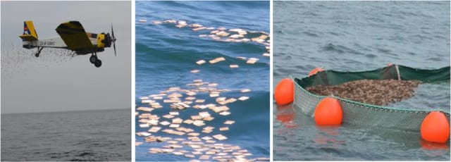 Distribution, floating and recovery of wood chips. (Image courtesy of the University of Rostock.)