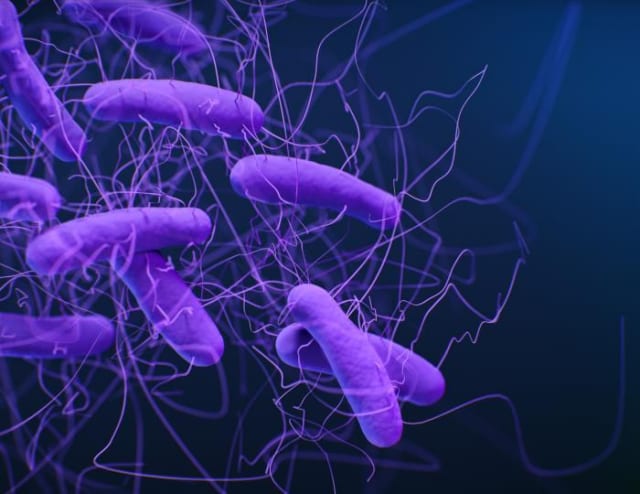 A medical illustration of Clostridium difficile bacteria. (Photo courtesy of the Centers for Disease Control and Prevention.)