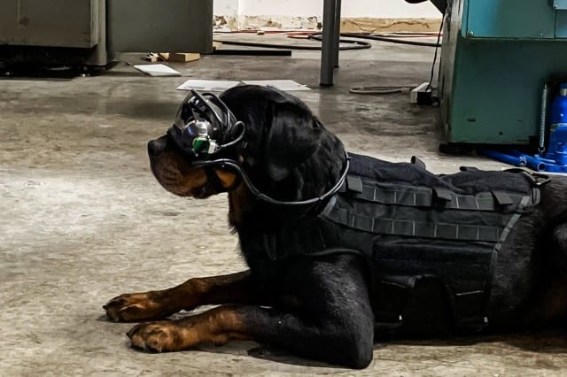 Mater, the dog of Command Sight founder, Dr. A. J. Peper, tests the initial AR goggles prototype. (Photo courtesy of Command Sight and the Army Research Office.)