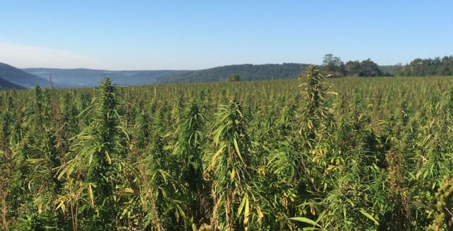 The Southern Tier region of New York will soon welcome the largest industrial hemp facility in the state. (Image courtesy of New York State.)