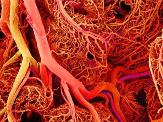 The human circulatory system consists of a complex system of blood vessels that transport blood throughout the body. A new 3D printing technique may allow printed tissue to replace hardened vessels. (Image courtesy of BioFoundations.)