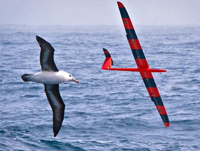 A bird and glider soar in tandem flight. (Image courtesy of Phil Richardson, Woods Hole Oceanographic Institution.)