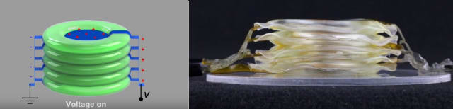 Drawing of donut-type HASEL actuator on the left, and the real version on the right. (Image courtesy of University of Boulder Colorado.)