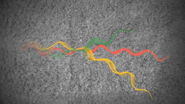 Diffraction pattern of snakes moving through an obstacle course (source: Georgia Tech)