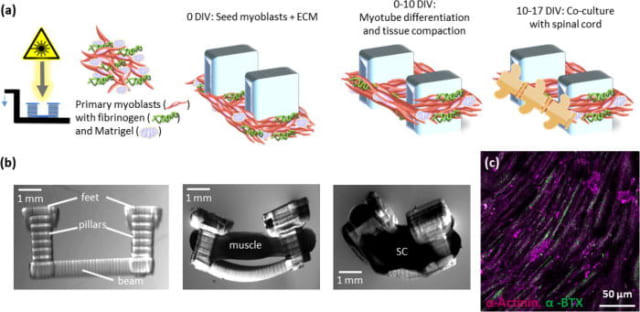 According to the research paper on the experiment, “Emergence of functional neuromuscular junctions in an engineered, multicellular spinal cord-muscle bioactuator,” the hydrogel skeleton was built like a small bridge consisting of three parts: two pillar structures on either side and a flexible beam component drawn across them. (Image courtesy of the University of Illinois.)