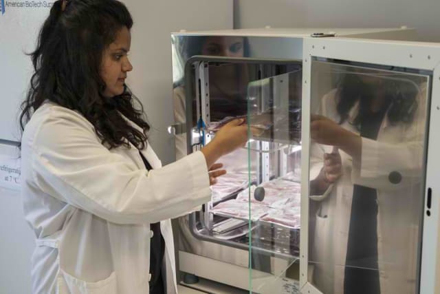 WSU graduate student Juhi Patel, an author on the mac and cheese paper, puts packages of purple potatoes into an incubator, which speeds up the food quality changes at a consistent rate. (Image courtesy of CAHNRS News.)