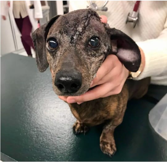 Post-surgery, Patches sports an impressive scar, but has otherwise been doing well. (Image courtesy of the Canadian Press.)