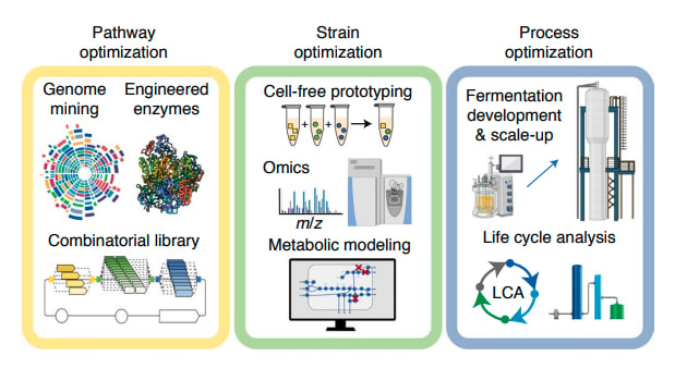 The authors used a three-pronged approach to optimize their bacterial strain and the manufacturing pipeline to achieve gas fermentation at an industrial scale. (Image courtesy Jewett et al.)